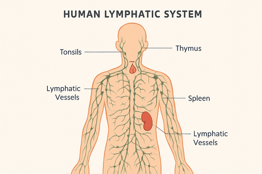 Free Lymphatic E-Guide