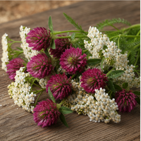 Red Clover & Yarrow